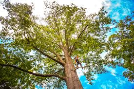 Best Storm Damage Tree Cleanup  in Aliso Viejo, CA