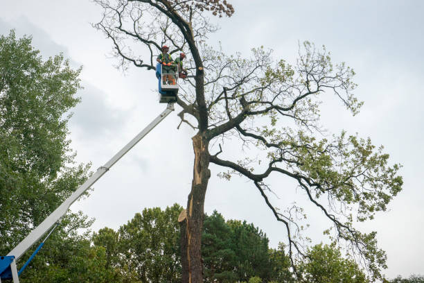 How Our Tree Care Process Works  in  Aliso Viejo, CA