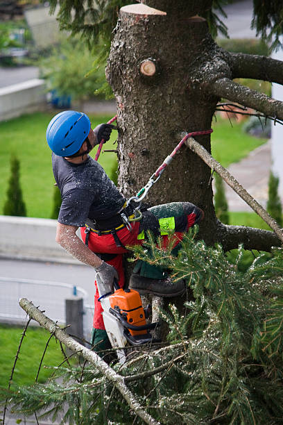 Best Leaf Removal  in Aliso Viejo, CA