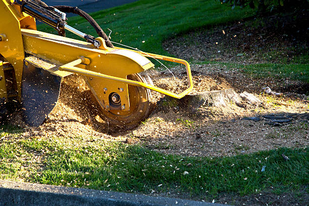 Best Lawn Drainage Solutions  in Aliso Viejo, CA