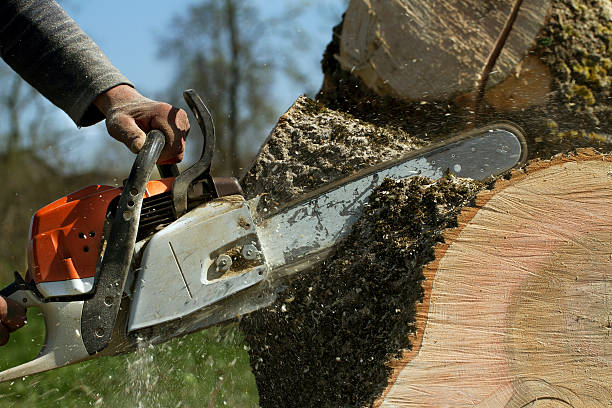 Aliso Viejo, CA Tree Removal Pros