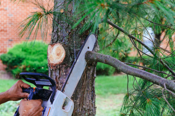 Best Hazardous Tree Removal  in Aliso Viejo, CA